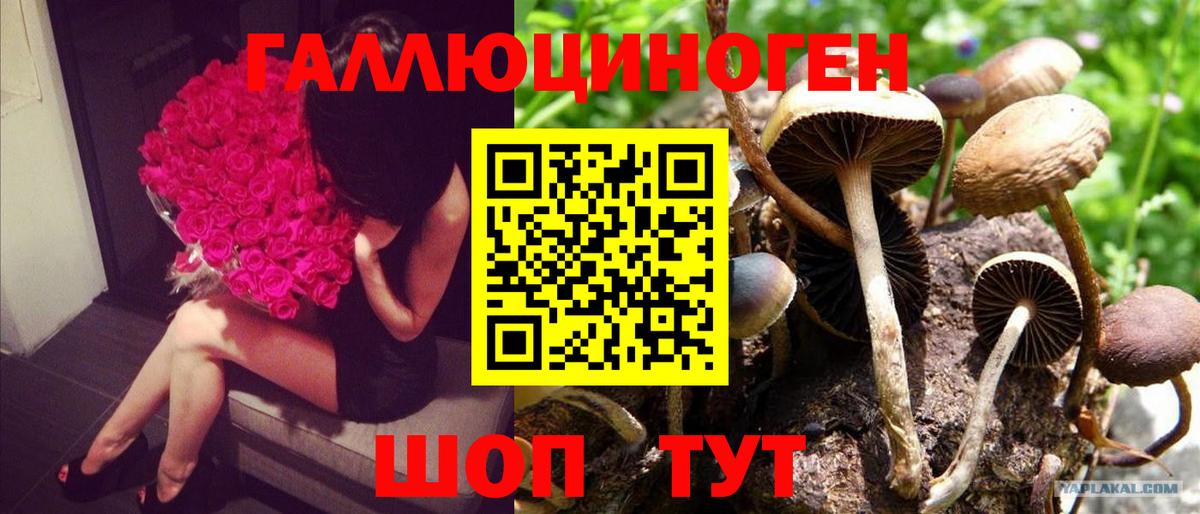 где купить   Галлюциногенные грибы GOLDEN TEACHER  Вход с VPN  Апшеронск  Галлюциногенные грибы ЛСД 